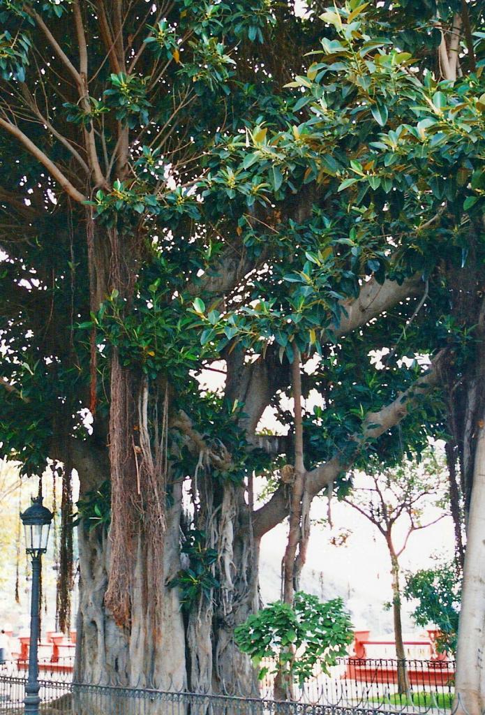 Foto de Icod de los Vinos (Santa Cruz de Tenerife), España