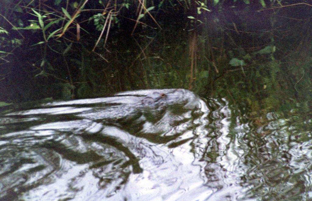 Foto de Nueva Orleans (Louisiana), Estados Unidos