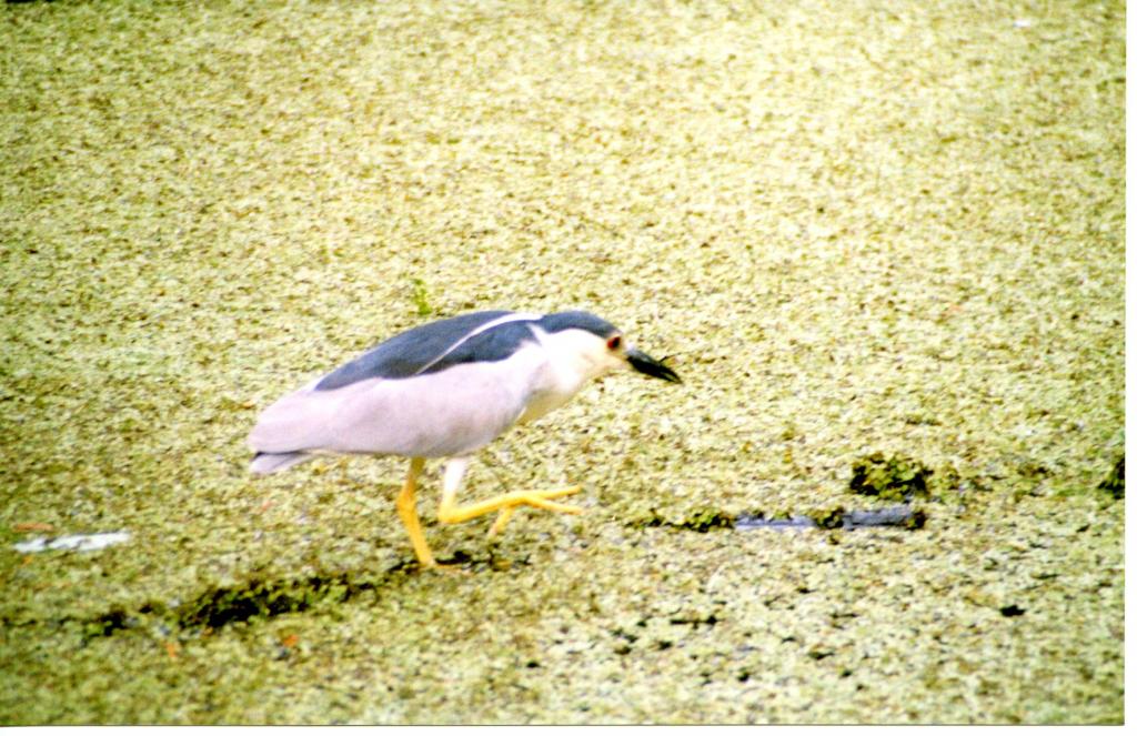 Foto de Nueva Orleans (Louisiana), Estados Unidos