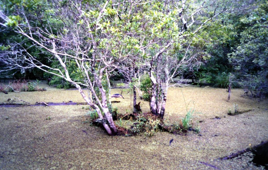 Foto de Nueva Orleans (Louisiana), Estados Unidos