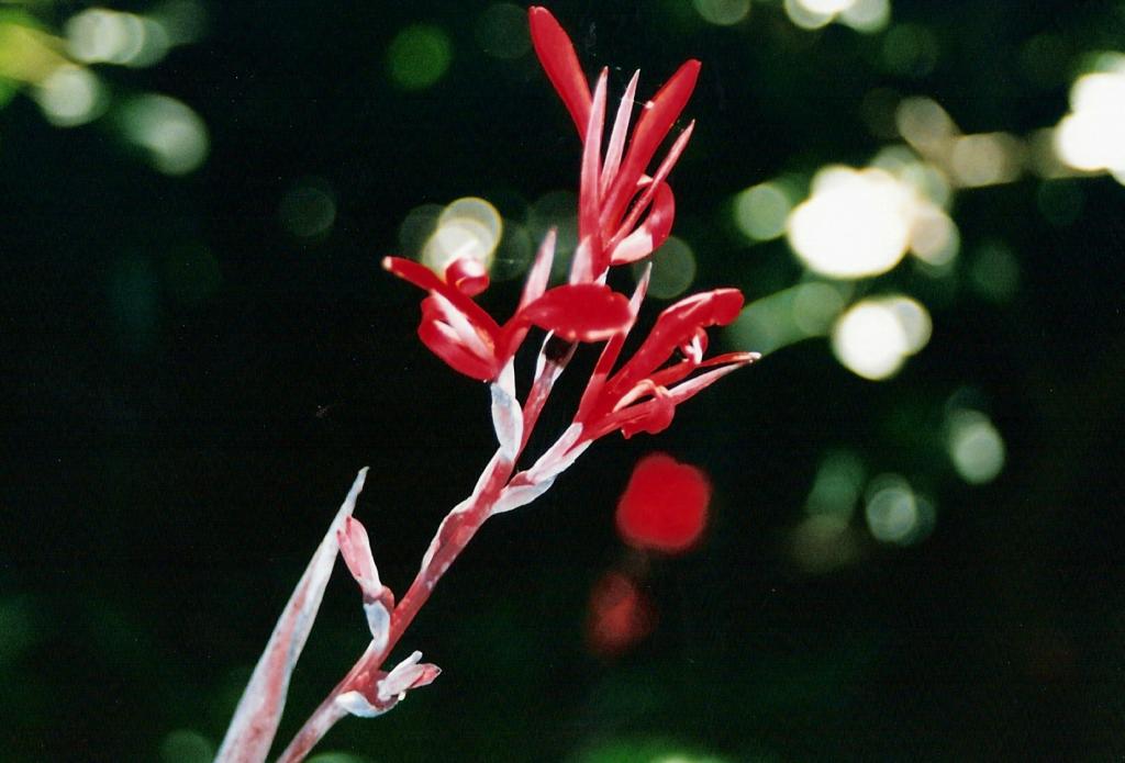 Foto de Puerto de la Cruz (Santa Cruz de Tenerife), España