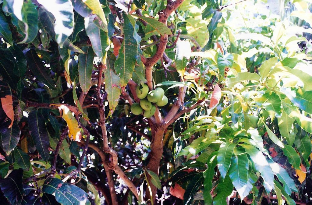 Foto de Puerto de la Cruz (Santa Cruz de Tenerife), España