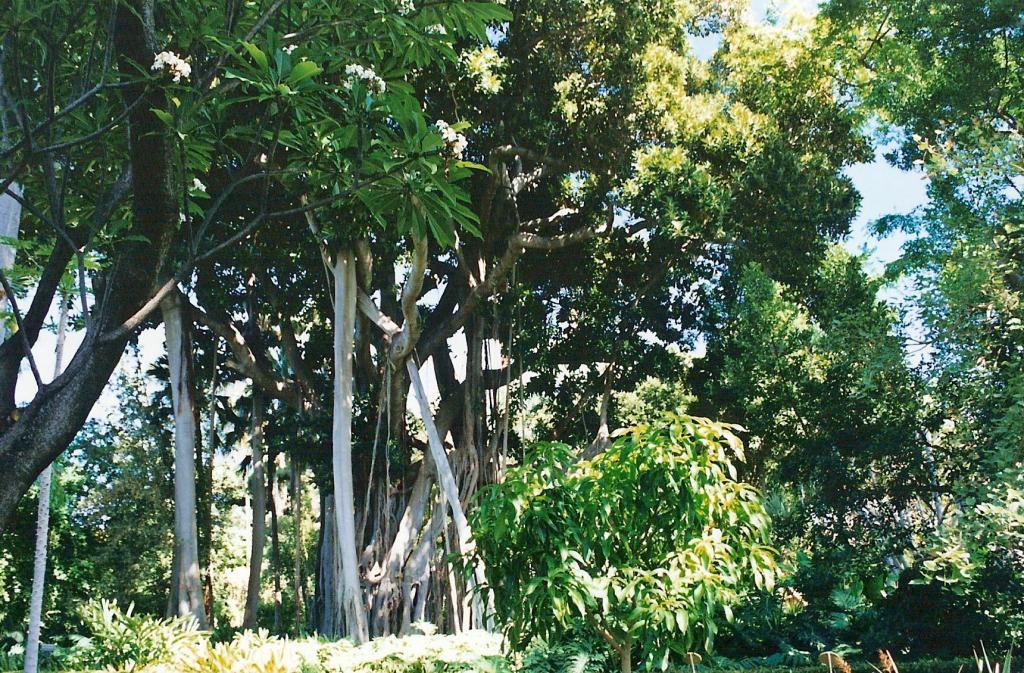 Foto de Puerto de la Cruz (Santa Cruz de Tenerife), España