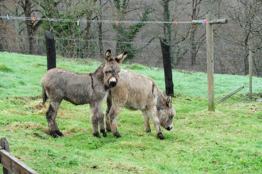Foto de Piloña (Asturias), España