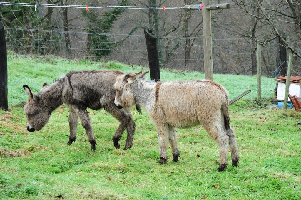 Foto de Piloña (Asturias), España