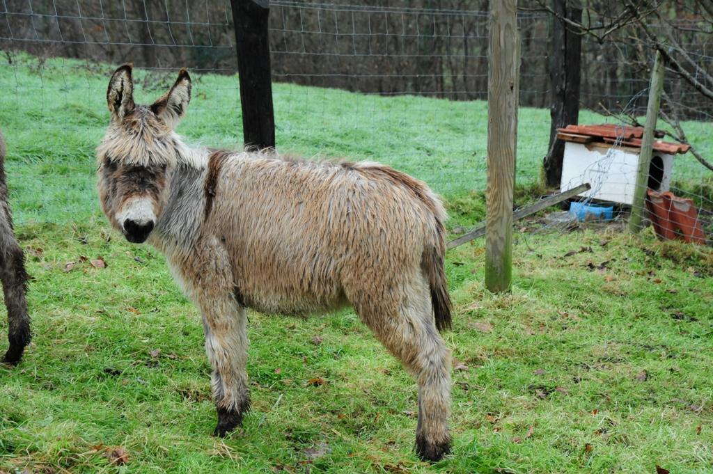 Foto de Piloña (Asturias), España