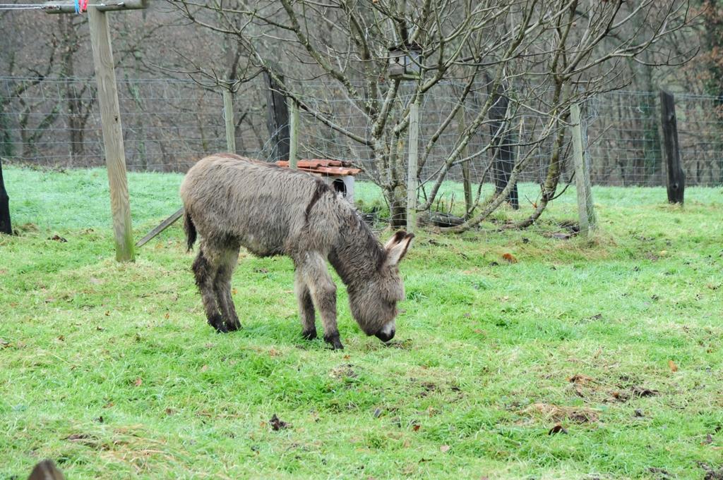 Foto de Piloña (Asturias), España