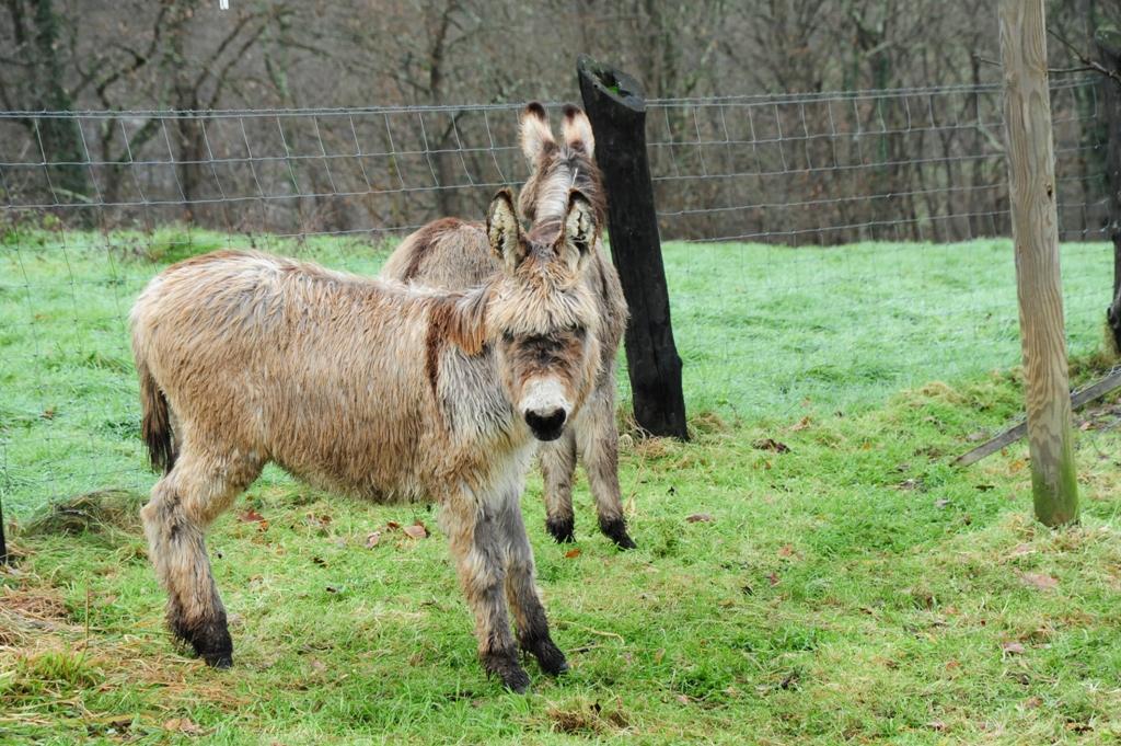 Foto de Piloña (Asturias), España