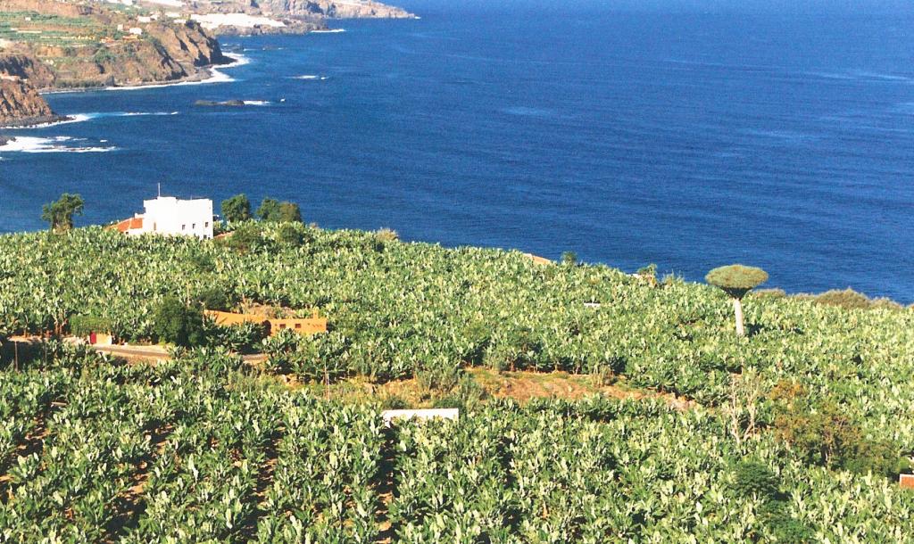 Foto de Garachico (Santa Cruz de Tenerife), España