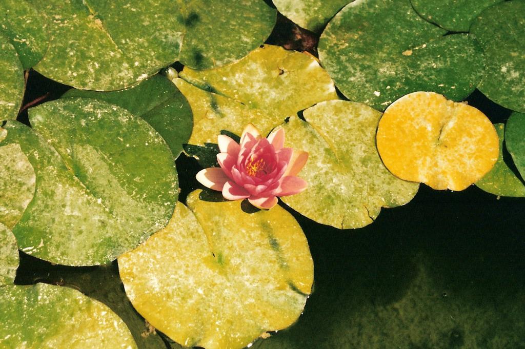 Foto de Córdoba (Andalucía), España