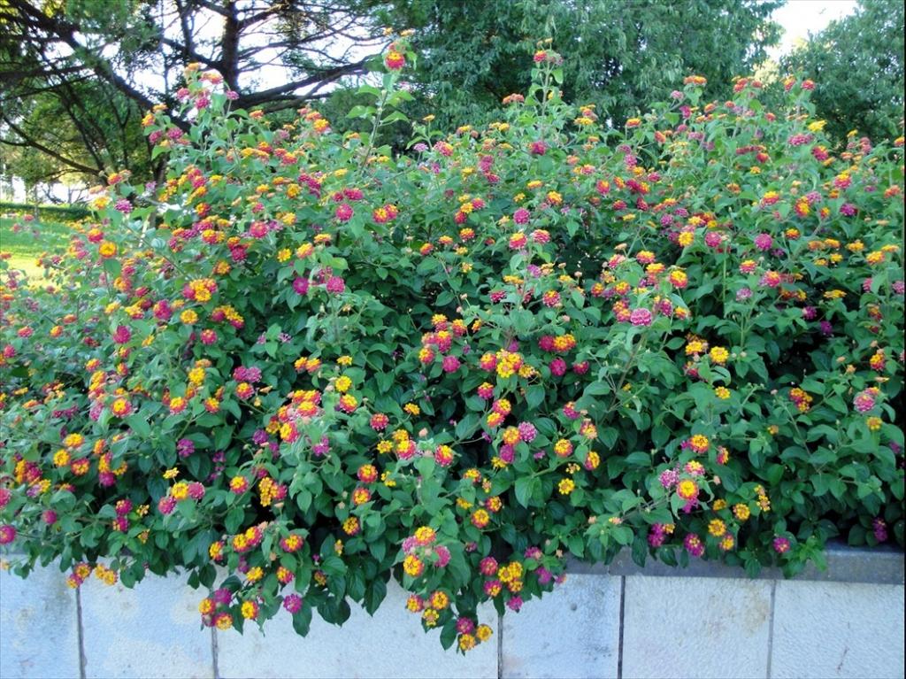 Foto de Lisboa, Portugal