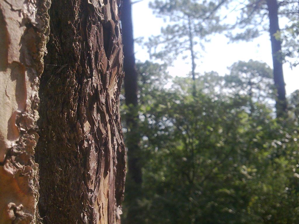 Foto de Monterrey, México