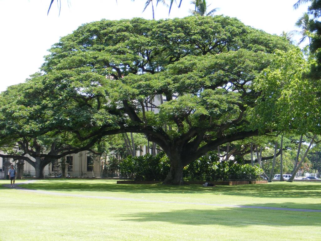 Foto de Honolulu (Oahu) (Hawaii), Estados Unidos