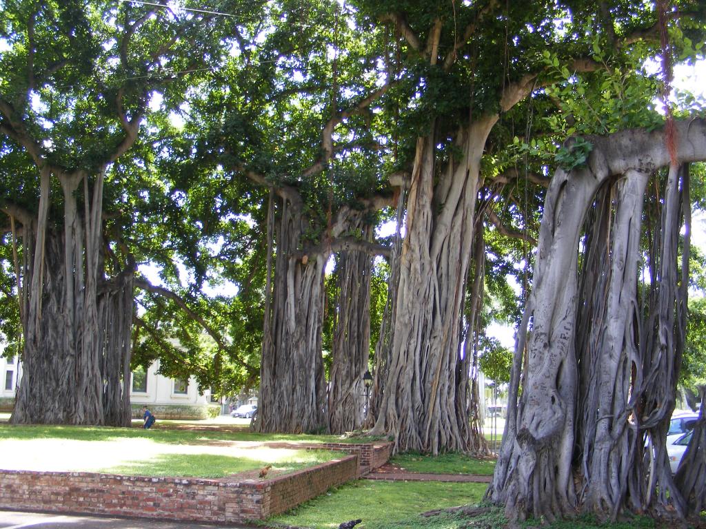 Foto de Honolulu (Oahu) (Hawaii), Estados Unidos