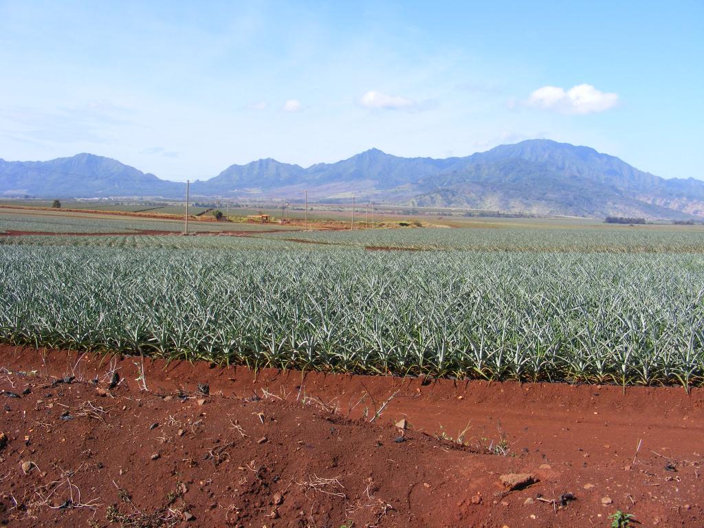 Foto de Oahu (Hawaii), Estados Unidos