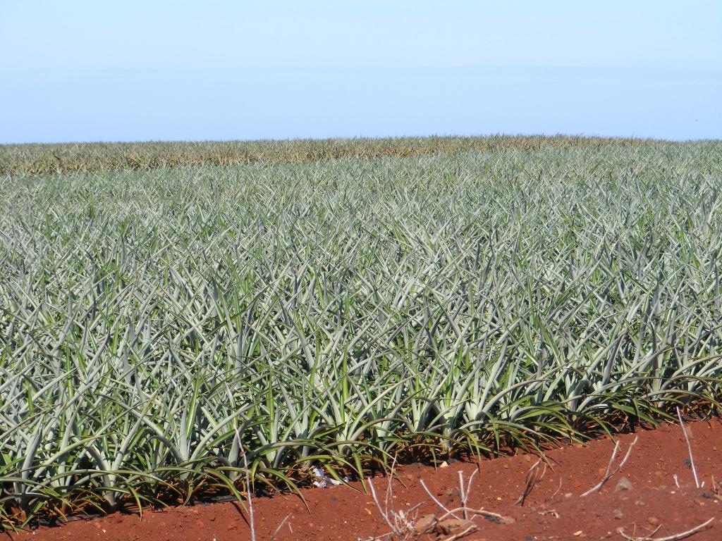 Foto de Oahu (Hawaii), Estados Unidos