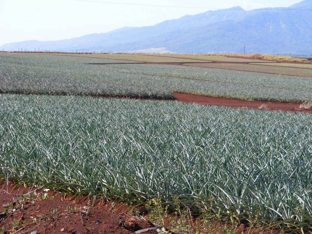 Foto de Oahu (Hawaii), Estados Unidos