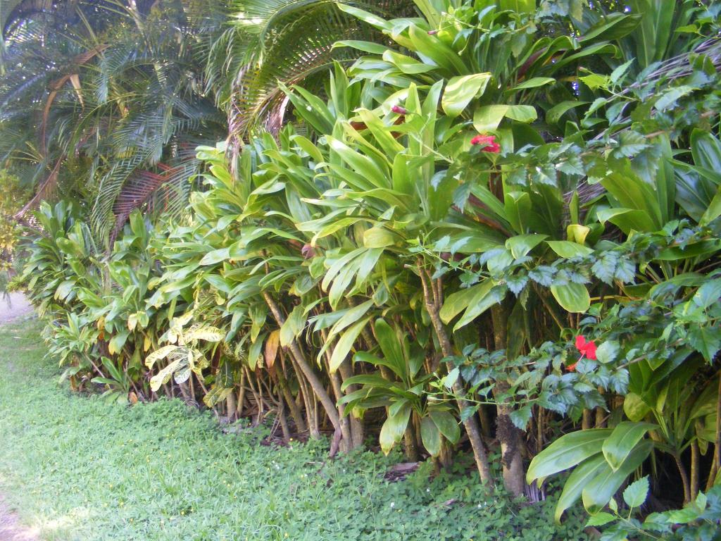 Foto de Maui (Hawaii), Estados Unidos