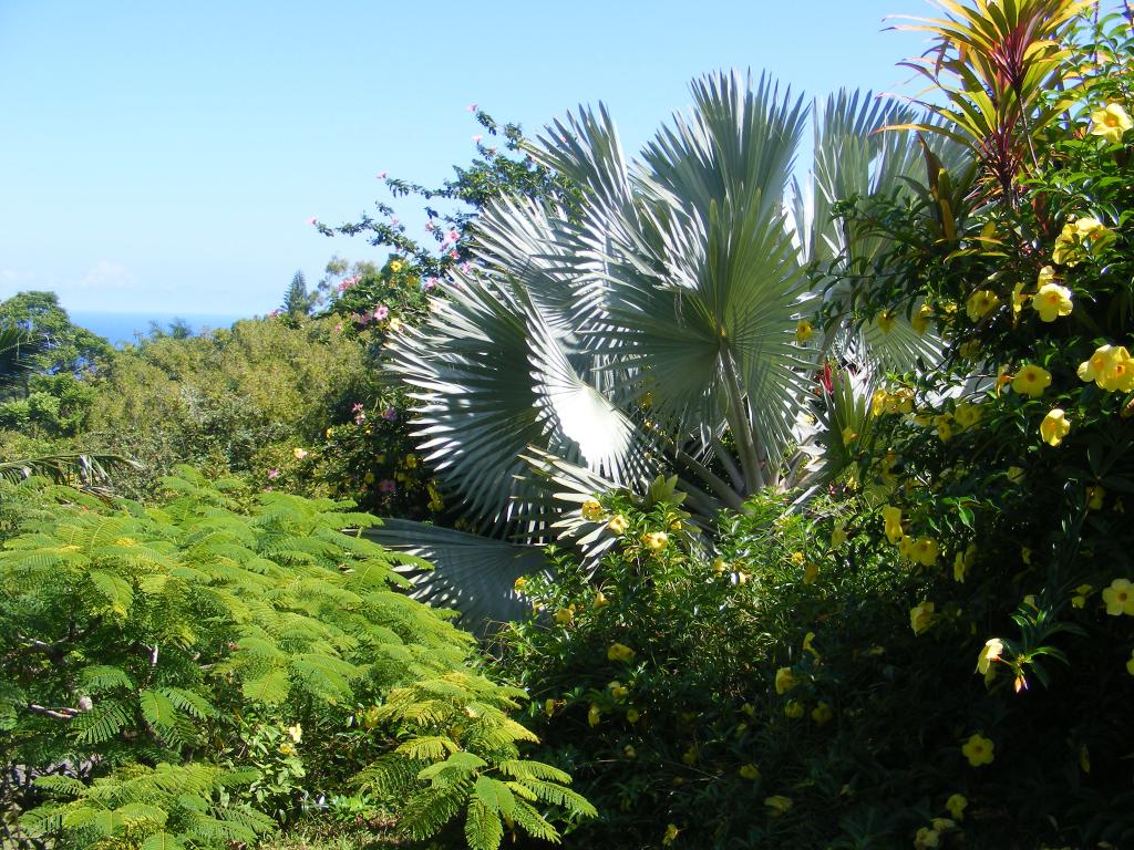 Foto de Maui (Hawaii), Estados Unidos