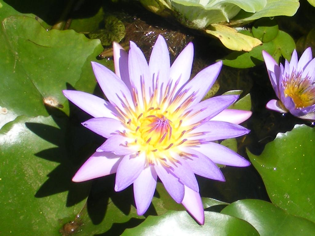 Foto de Maui (Hawaii), Estados Unidos