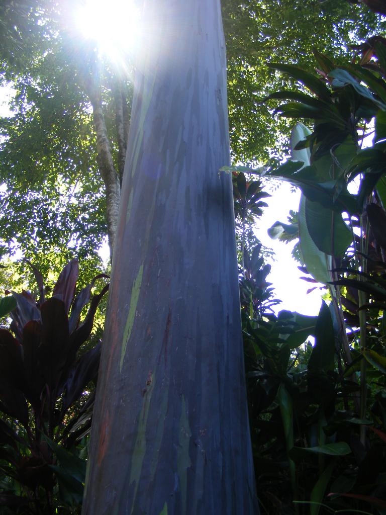 Foto de Maui (Hawaii), Estados Unidos