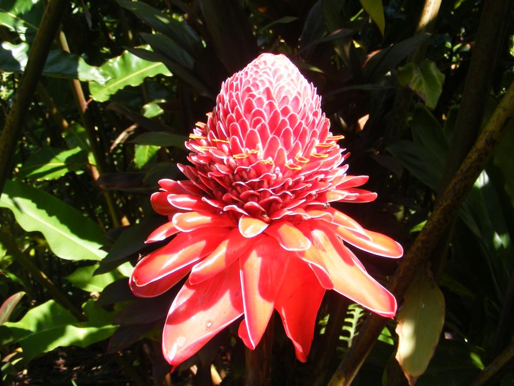 Foto de Maui (Hawaii), Estados Unidos