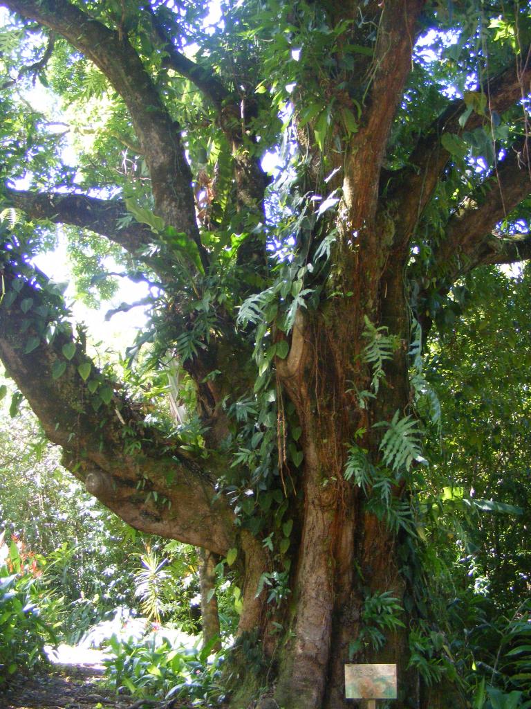 Foto de Maui (Hawaii), Estados Unidos
