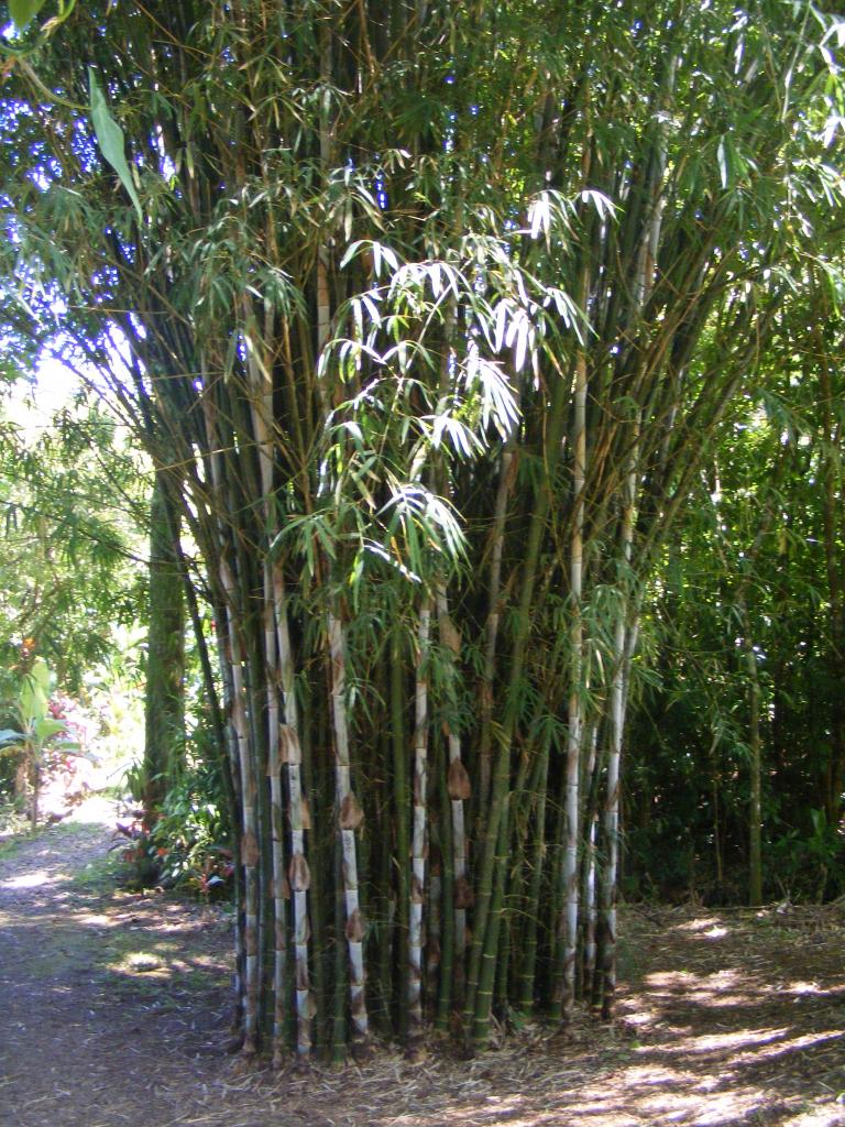 Foto de Maui (Hawaii), Estados Unidos