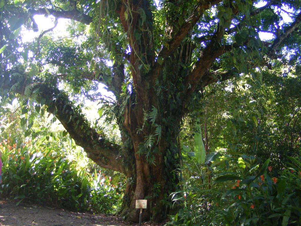 Foto de Maui (Hawaii), Estados Unidos