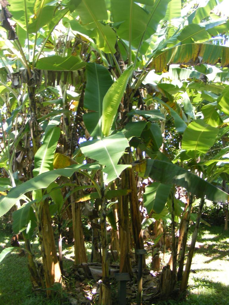 Foto de Maui (Hawaii), Estados Unidos