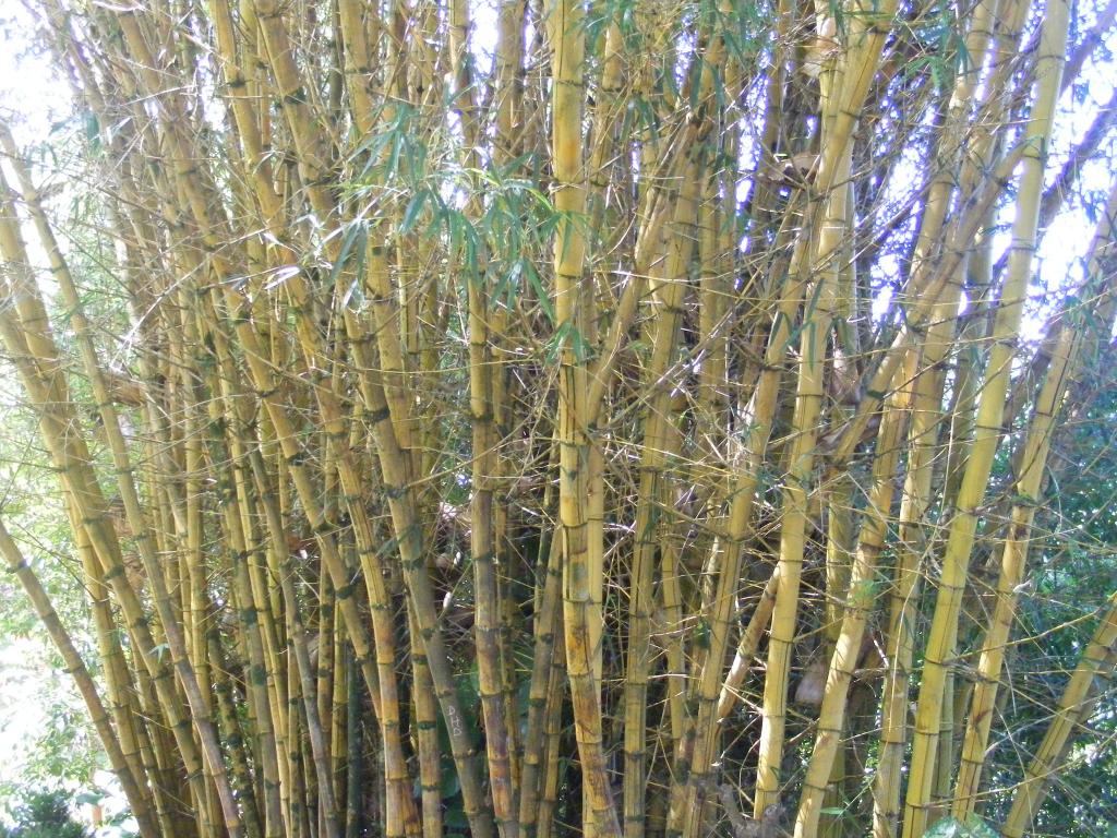 Foto de Maui (Hawaii), Estados Unidos