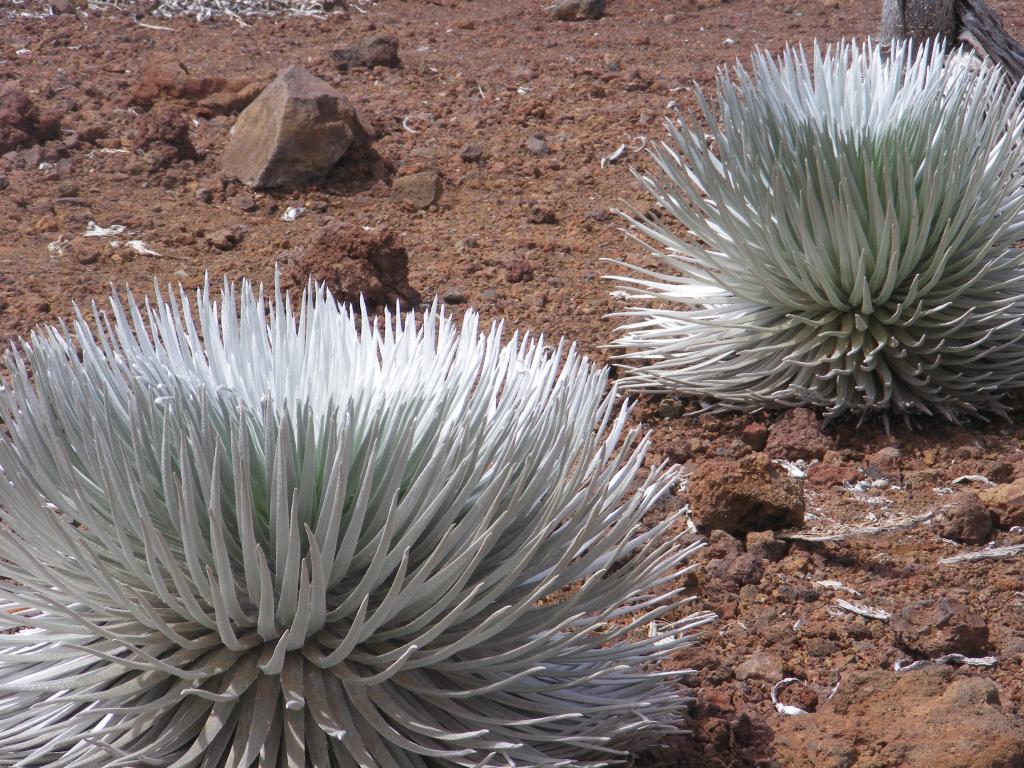Foto de Maui (Hawaii), Estados Unidos