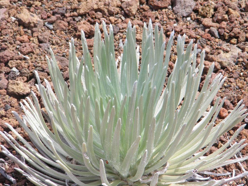 Foto de Maui (Hawaii), Estados Unidos
