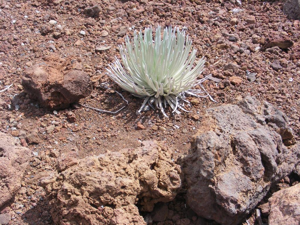 Foto de Maui (Hawaii), Estados Unidos