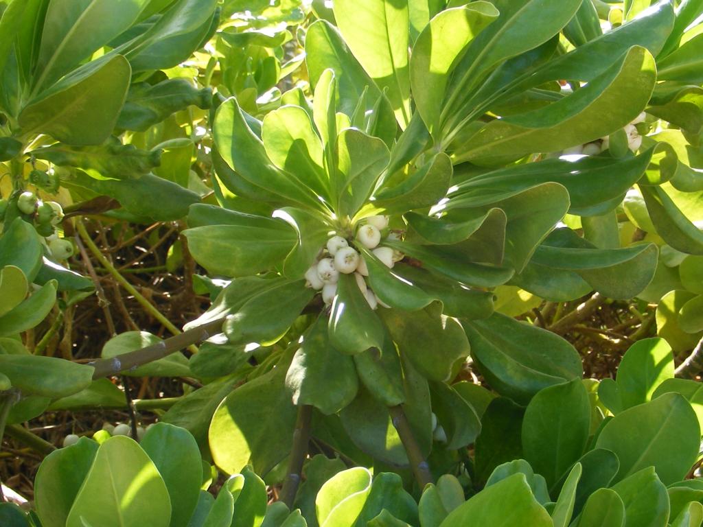 Foto de Kaanapali (Maui) (Hawaii), Estados Unidos