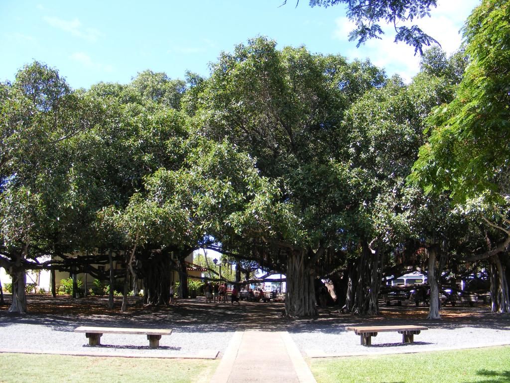 Foto de Lahaina (Maui) (Hawaii), Estados Unidos