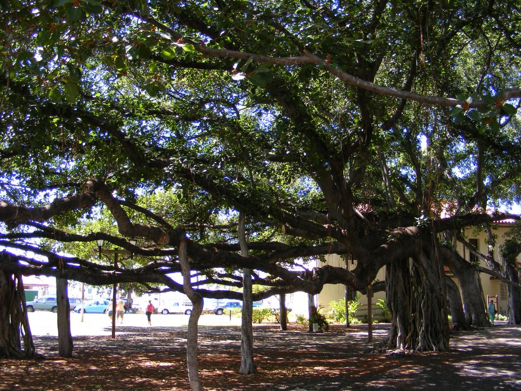 Foto de Lahaina (Maui) (Hawaii), Estados Unidos
