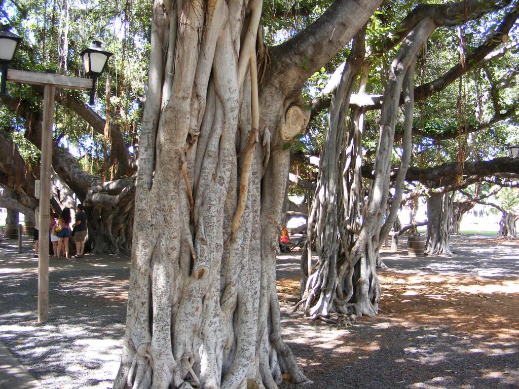 Foto de Lahaina (Maui) (Hawaii), Estados Unidos