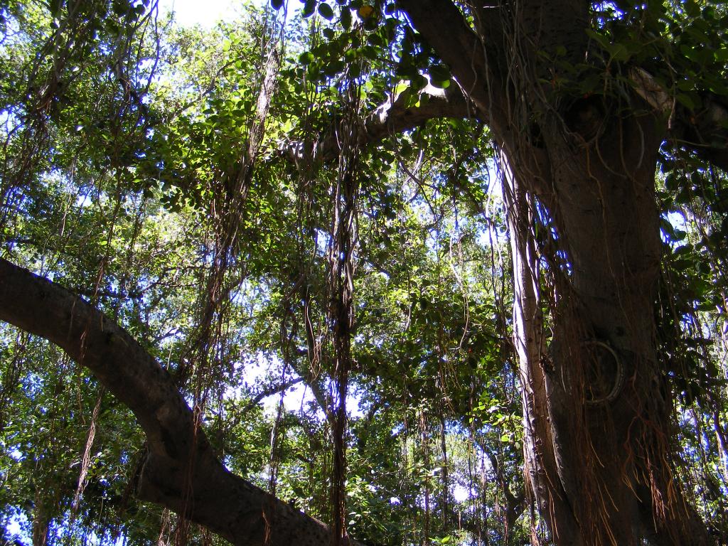 Foto de Lahaina (Maui) (Hawaii), Estados Unidos