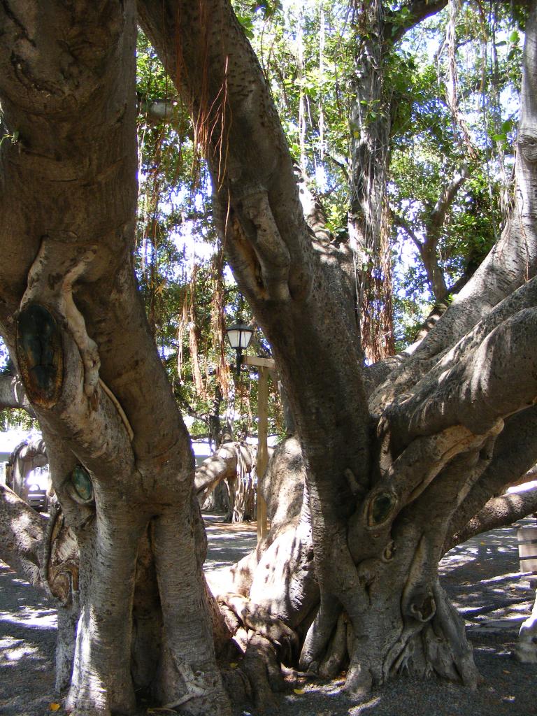 Foto de Lahaina (Maui) (Hawaii), Estados Unidos