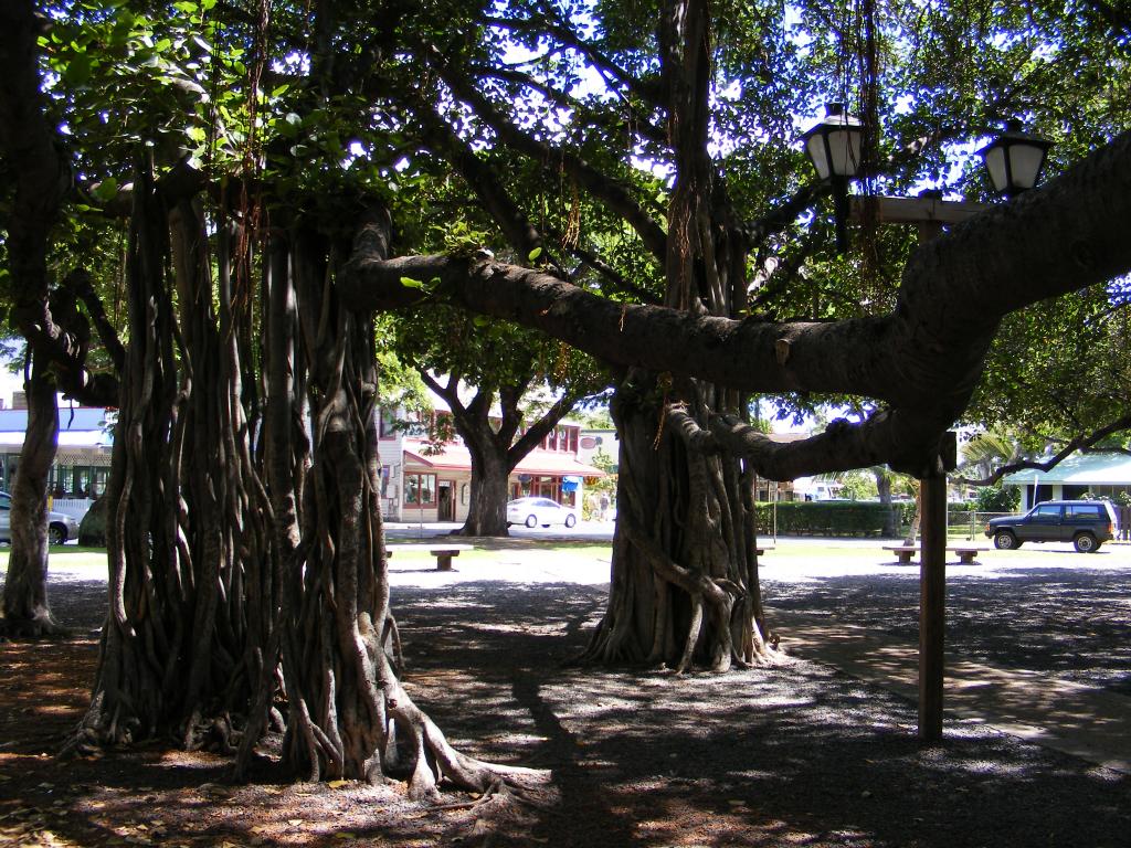 Foto de Lahaina (Maui) (Hawaii), Estados Unidos