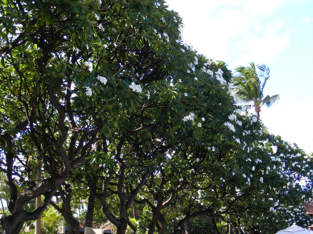 Foto de Lahaina (Maui) (Hawaii), Estados Unidos