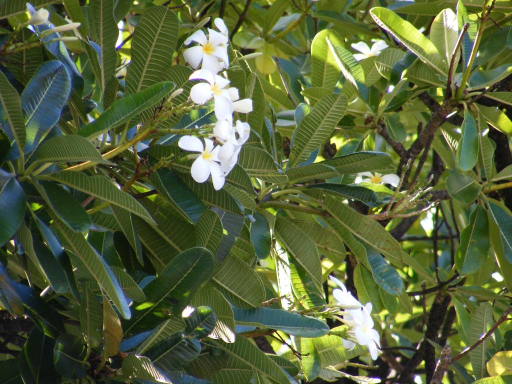Foto de Lahaina (Maui) (Hawaii), Estados Unidos