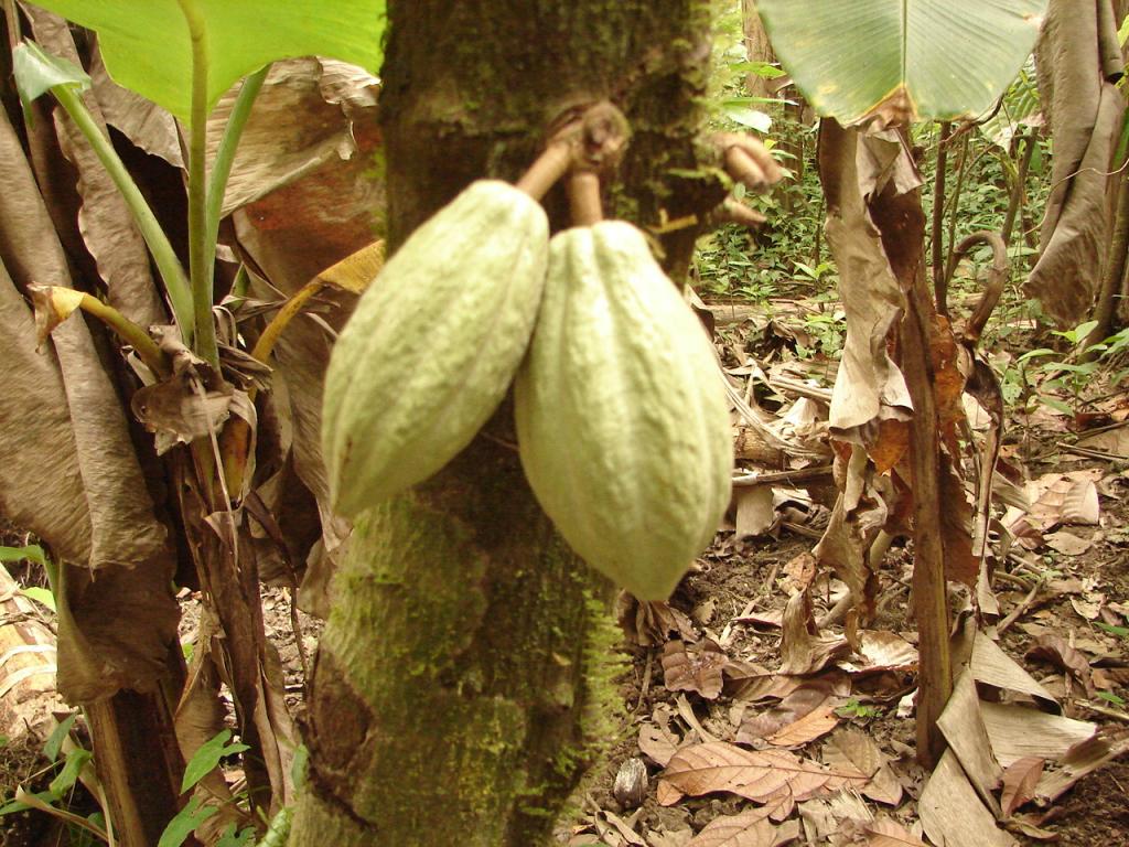 Foto de Upala (Alajuela), Costa Rica