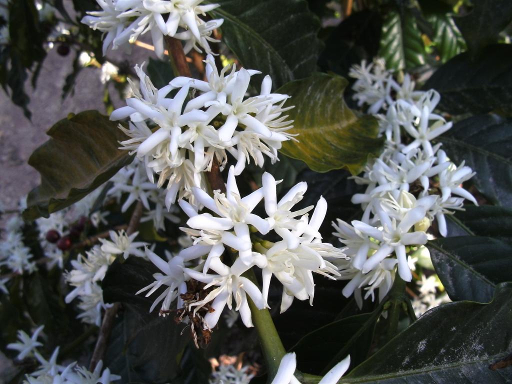 Foto de Zongozotla, México