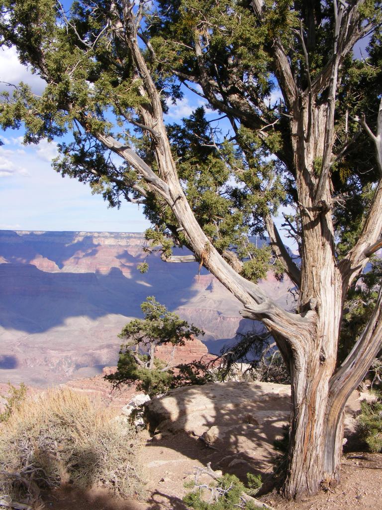 Foto de Tusayan (Grand Canyon) (Arizona), Estados Unidos