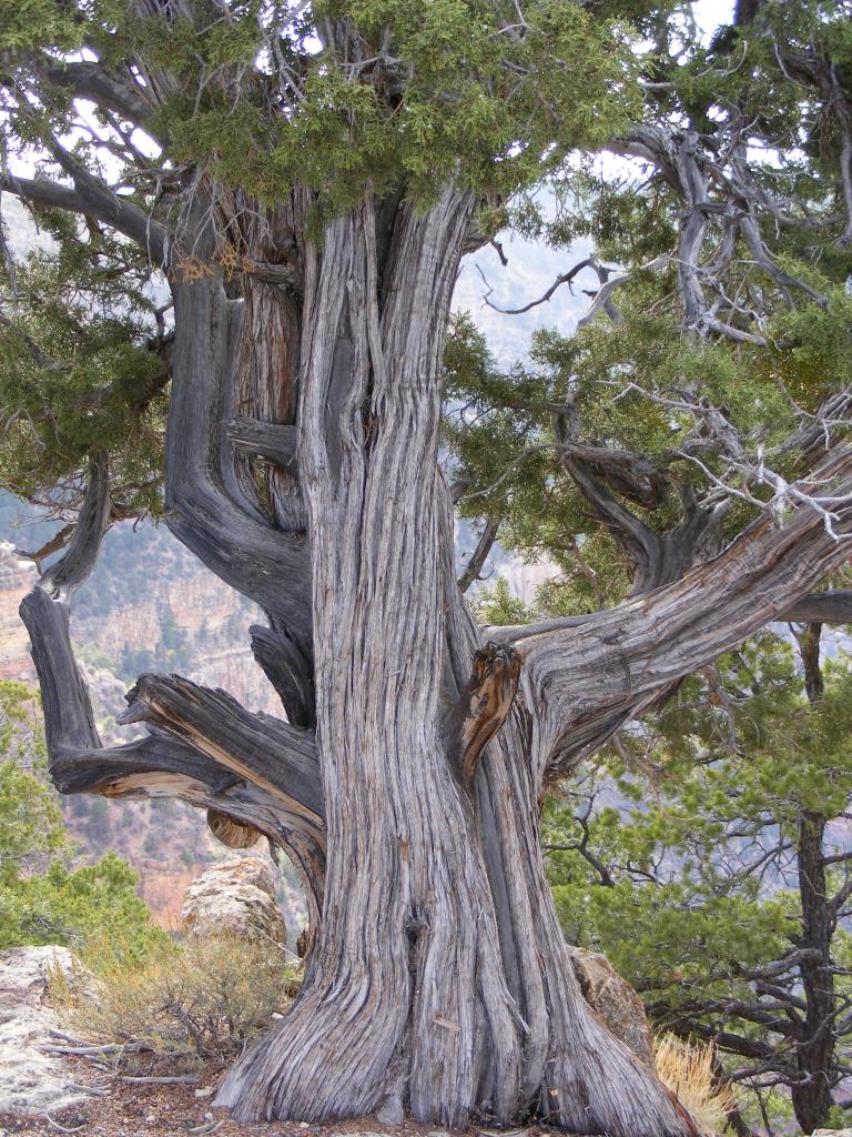 Foto de Tusayan (Grand Canyon) (Arizona), Estados Unidos