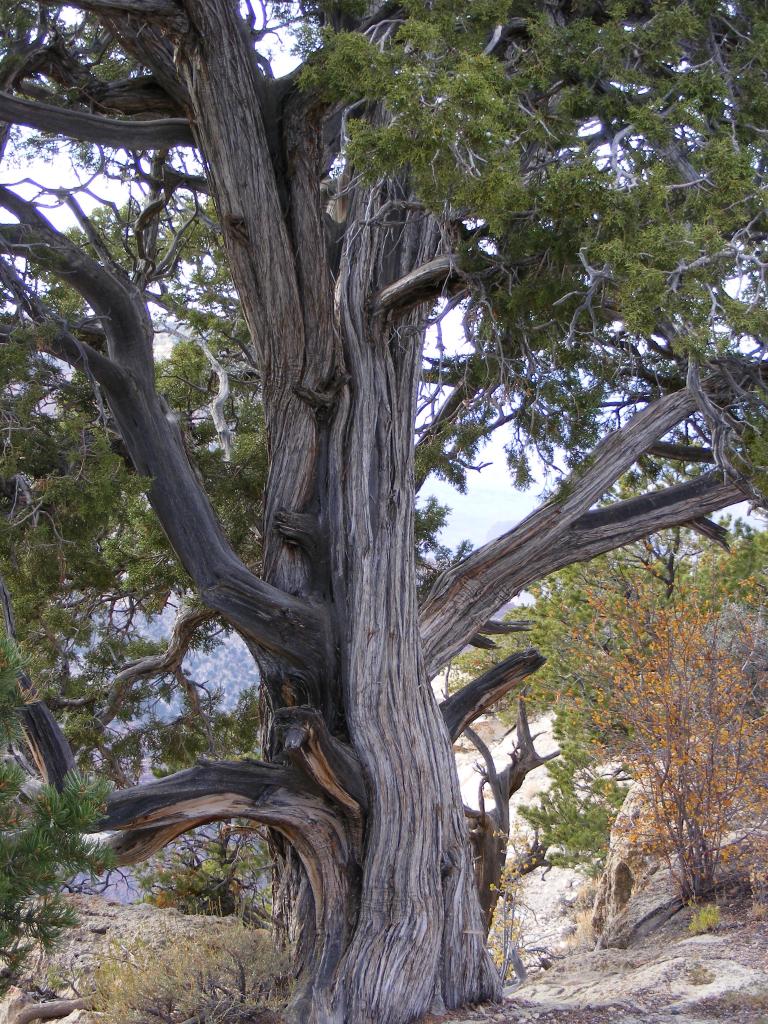Foto de Tusayan (Grand Canyon) (Arizona), Estados Unidos