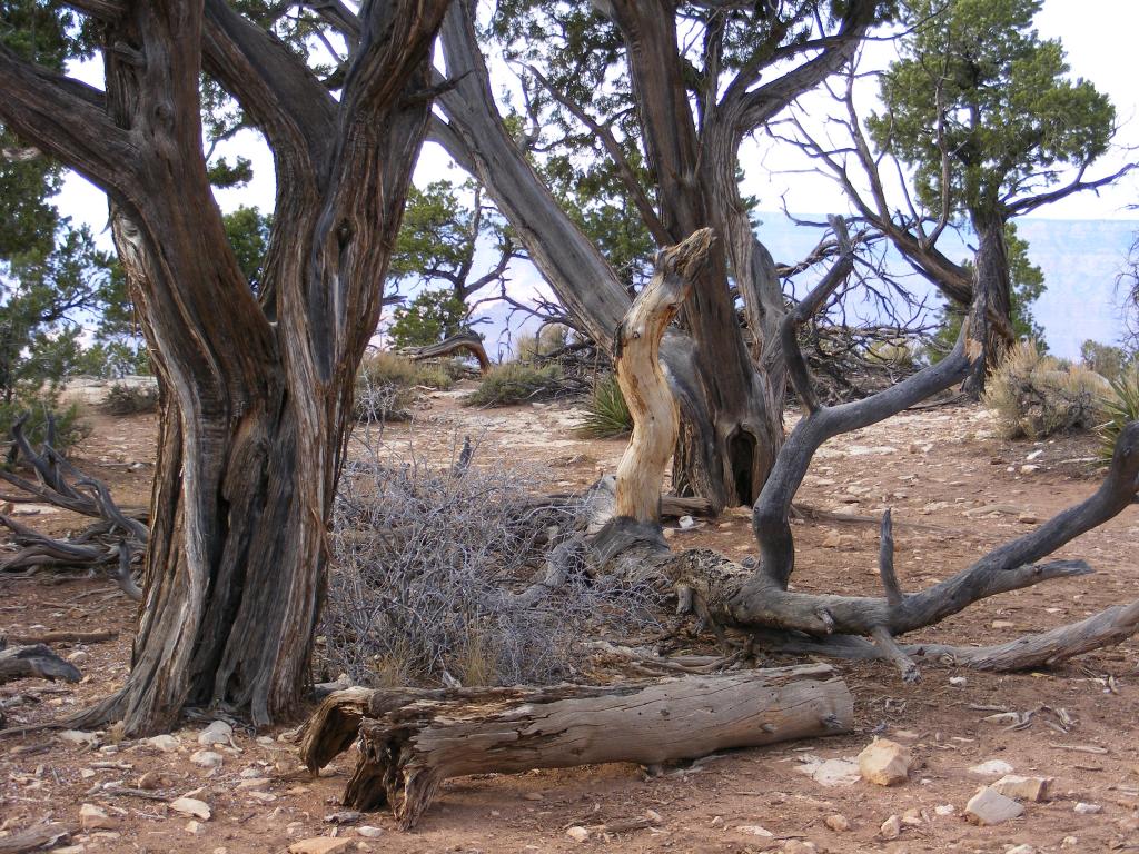 Foto de Tusayan (Grand Canyon) (Arizona), Estados Unidos