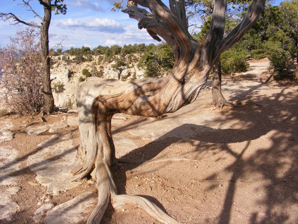 Foto de Tusayan (Grand Canyon) (Arizona), Estados Unidos